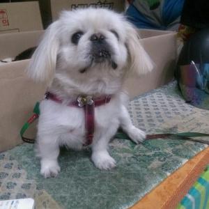 페니키즈 강아지를찾습니다