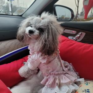 강아지를찿습니다