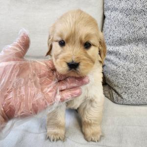 골든리트리버분양 2개월령 공주님 모량 많은 국민 천사견