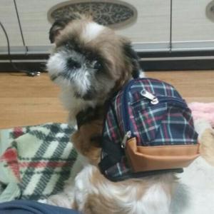 충남 천안 원성동 시츄 남아 찾습니다.