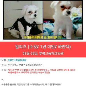 인천 말티즈 수컷 강아지 찾습니다