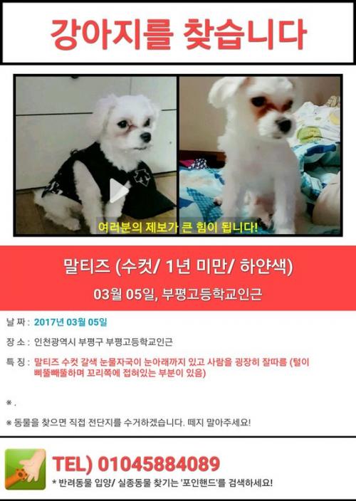 인천 말티즈 수컷 강아지 찾습니다