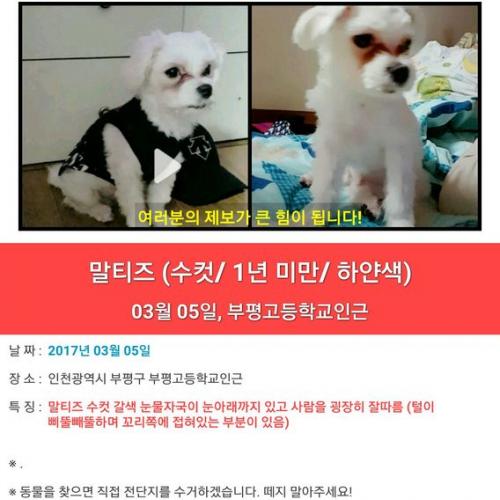 인천 말티즈 수컷 강아지 찾습니다