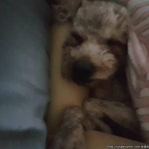 인천 주안동 도화동 미용된 갈색푸들 찾습니다.