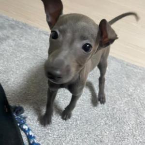 부산 3개월된 이탈리안 그레이하운드 분양합니다