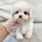 화이트말티푸분양 2개월령 모량 많고 애교도 많아요