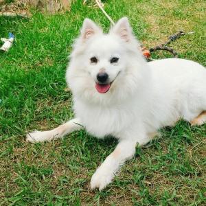 집나간 스피츠 찾습니다ㅠㅠㅠ