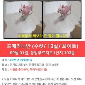 포메라니안13살 동동이 찾습니다