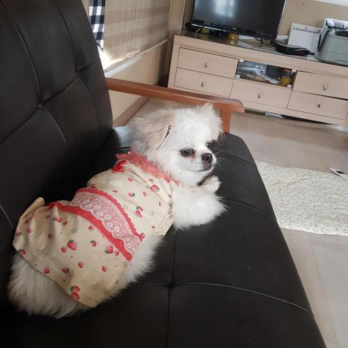 강아지를 찿습니다