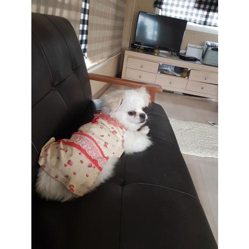 강아지를 찿습니다