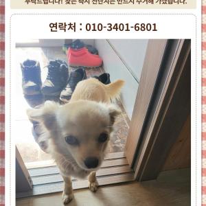 강아지를 찾습니다