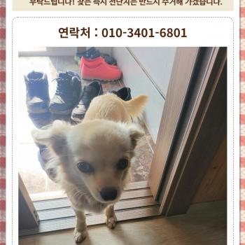 강아지를 찾습니다