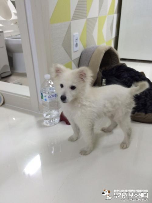 스피츠 임보중입니다. ( 남아 )