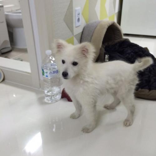 스피츠 임보중입니다. ( 남아 )