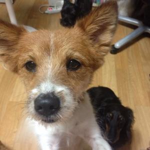 믹스견(흰색+누런색) 얼룩무늬 개를 찾습니다.