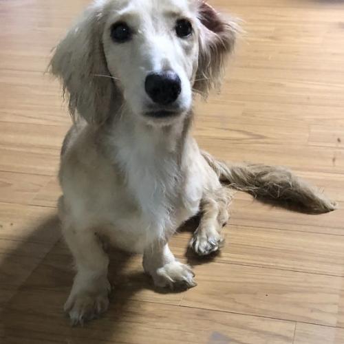 고양시 일산서구 대화동 성저공원 근처에서 [장모 닥스훈트/크림색/여아] 발견했습니다