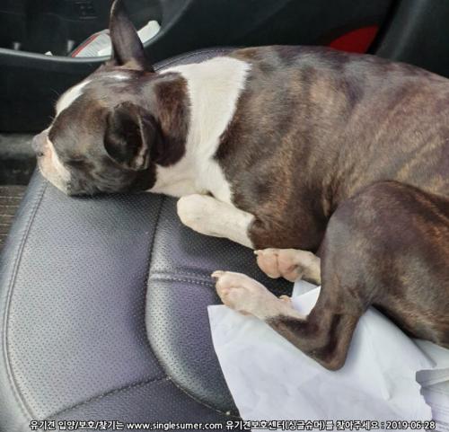 포천에서 보스턴테리어 보호중 입니다.