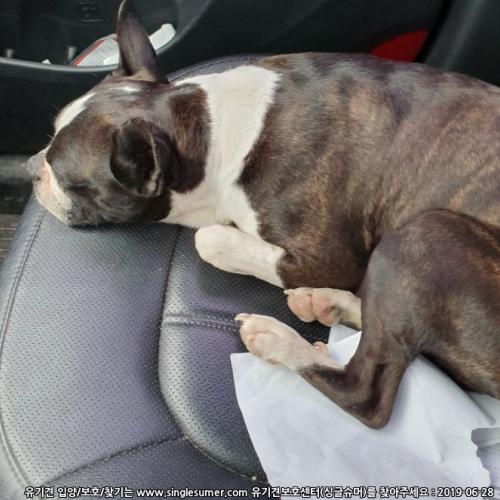 포천에서 보스턴테리어 보호중 입니다.