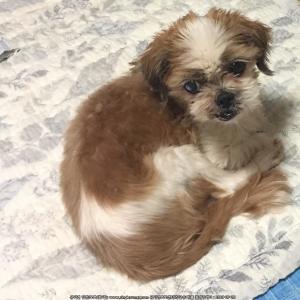 강아지를 찾습니다.