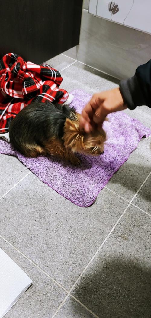 요쿠셔테리아(여) 주인 찾습니다.