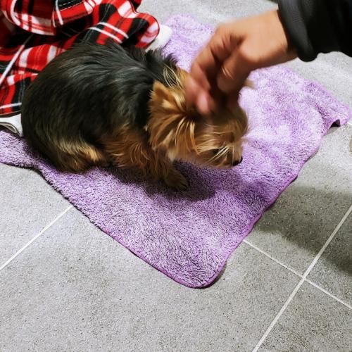 요쿠셔테리아(여) 주인 찾습니다.