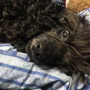 검정푸들찾습니다