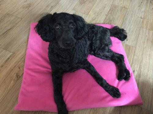 목동 검정 푸들 숫컷