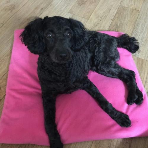 목동 검정 푸들 숫컷