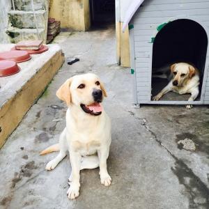 인천 남구 라브라도 리트리버 찾습니다ㅠ