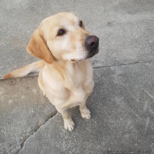 래브라도리트리버 임보중