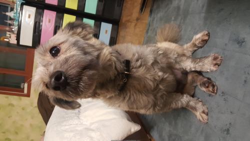 푸들믹스숫컷무료분양합니다