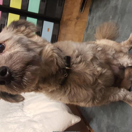 푸들믹스숫컷무료분양합니다