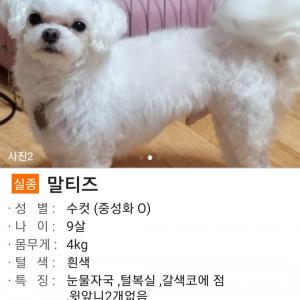 강아지 찾아요 이름:코코