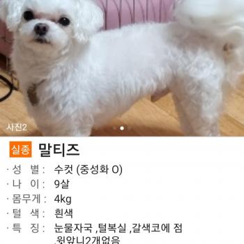 강아지 찾아요 이름:코코
