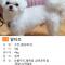 강아지 찾아요 이름:코코