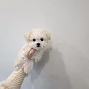 귀여운 비숑 공주님 분양합니다!