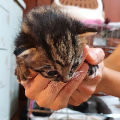 믹스묘 4마리 분양합니다.