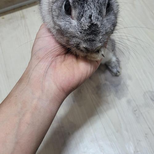 토끼 분양해요