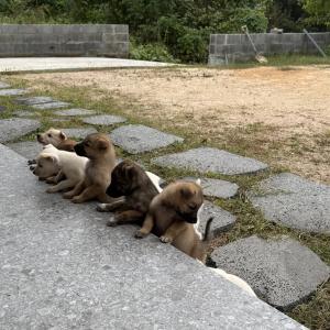 진돗개 강아지 새가족을 찾습니다.