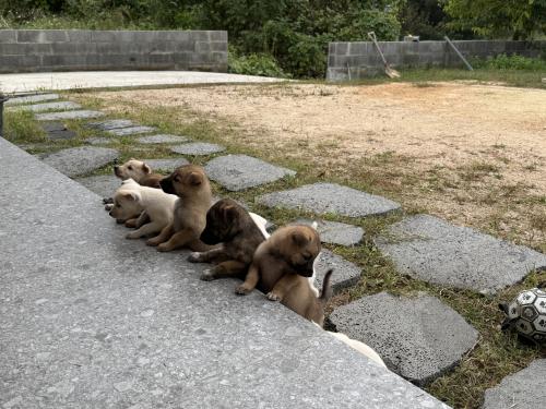 진돗개 강아지 새가족을 찾습니다.