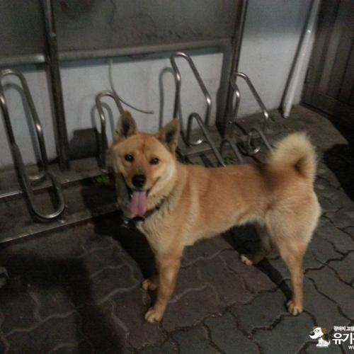 황구 믹스견 중랑구 면목동 동원시장 근처 발견 2015/4/23