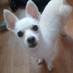 서울 관악구 행운동 흰색 믹스견 찾아요