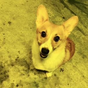 강원도 양양 남애항에서 우리 땅콩이 잃어버렸어요 부탁드려요 꼭 좀 찾아주세요ㅠ