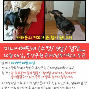 <광주 첨단 미니핀 찾습니다.>