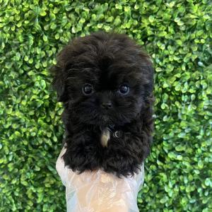 실버푸들 왕자님 책임분양합니다