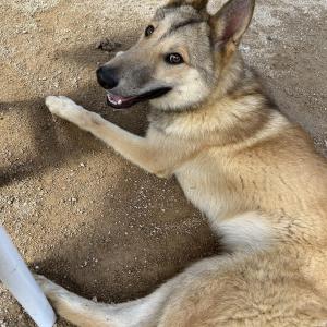 라이카 번개를 찾습니다