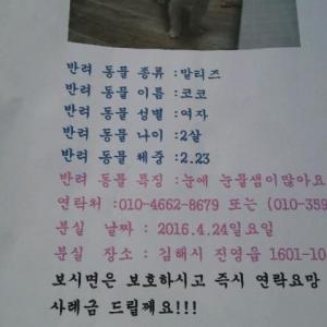 강아지찾아요 도와주세요