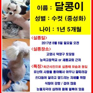 고양시 말티즈 찾아주세요