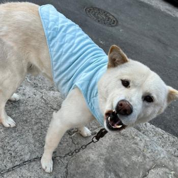 두리를 찾습니다