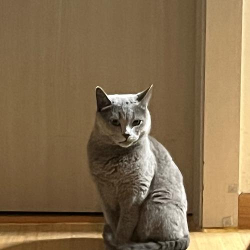 꼭 찾아주세요 진짜 저의 가족이 아끼는 고양이 입니다.